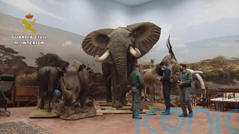 Police probe collection of stuffed wild animals including endangered species