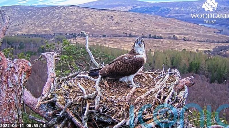 Lockdown star Louis back on screen after camera installed at new osprey nest