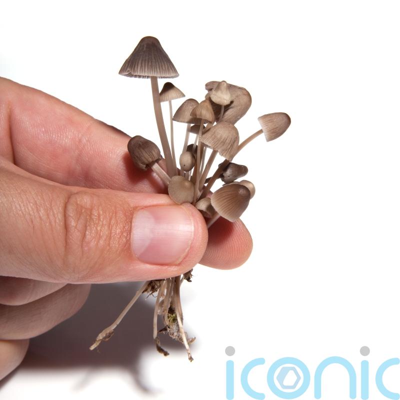 Magic mushroom compound ‘opens up depressed people’s brains’, study suggests