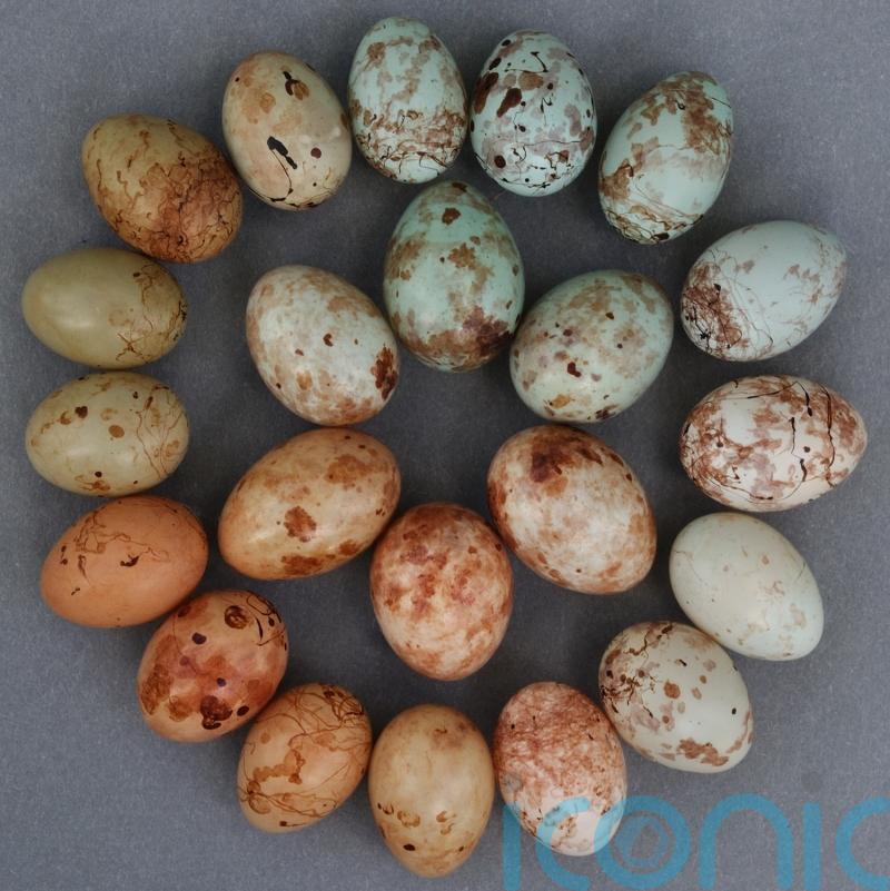 Scientists crack egg forging evolutionary puzzle