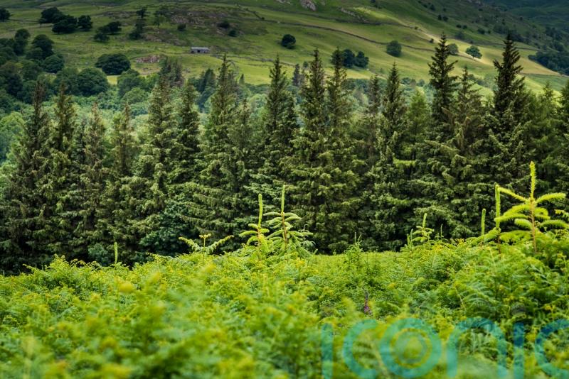 Carbon-offsetting has transformed Scotland’s land market, report finds
