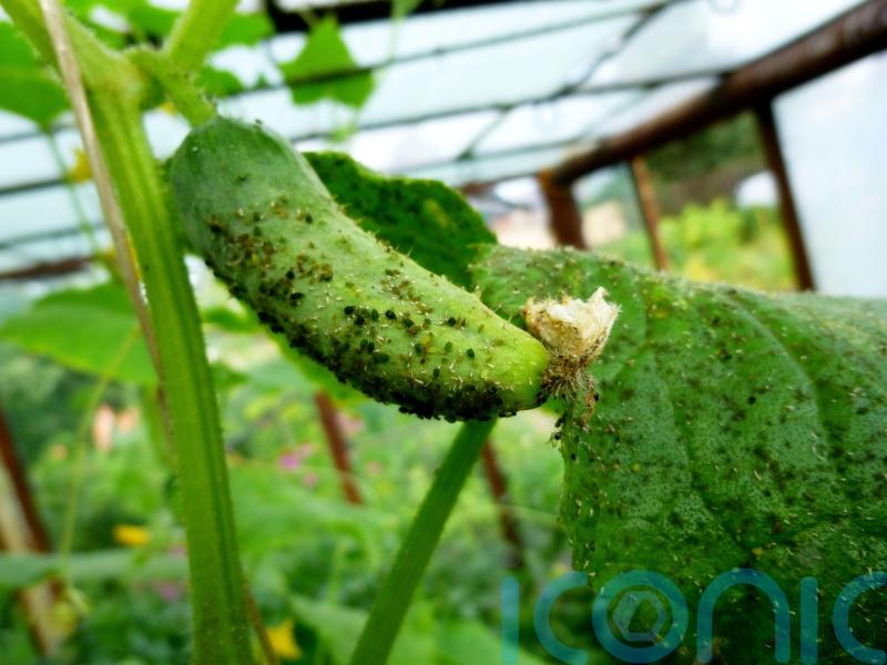 How to stop pests ruining your greenhouse plants