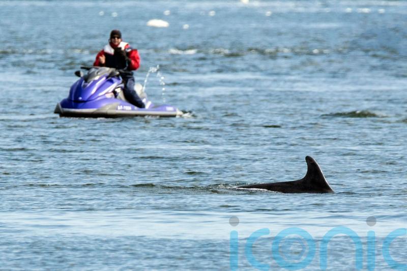 Whales and dolphins face rising risk of disturbance around UK coasts – charity