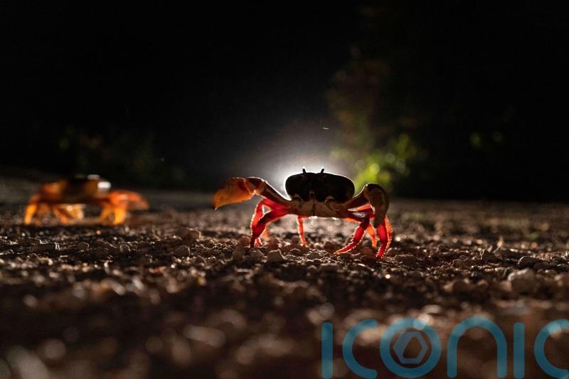 Cuban crabs embark on perilous migration to Bay of Pigs