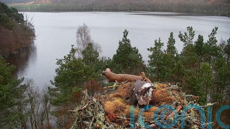 Osprey hatches first egg of season at nature reserve