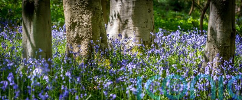 7 of the best woodland walks in the UK and Ireland to see bluebells