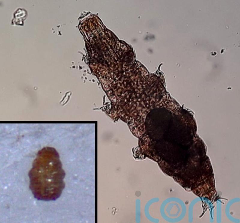 Tardigrades ‘can hitch rides on snails but the slime hampers survival’