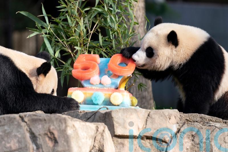 Pandas devour ice cake to celebrate 50 years at US National Zoo