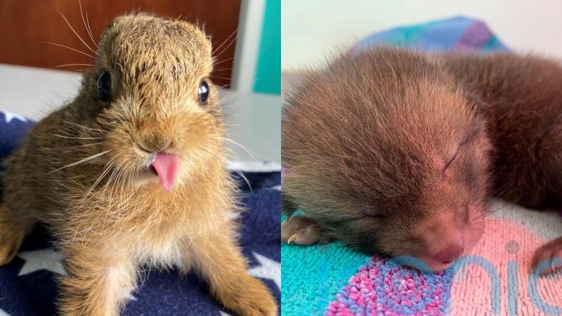 Spring brings ‘baby boom’ of tiny animals into RSPCA care