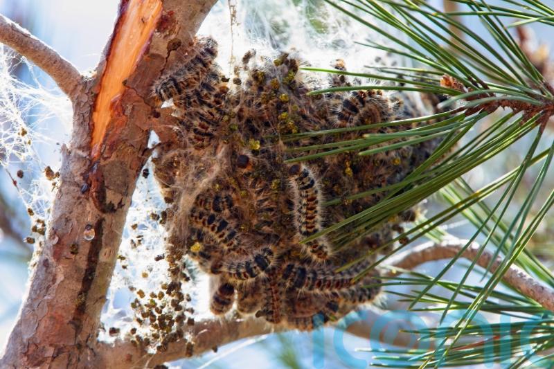 Import controls reviewed after highly destructive pine tree pest found in UK
