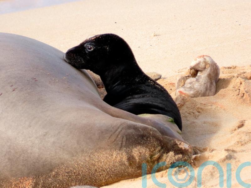 Birth of endangered Hawaiian monk seal caught on camera