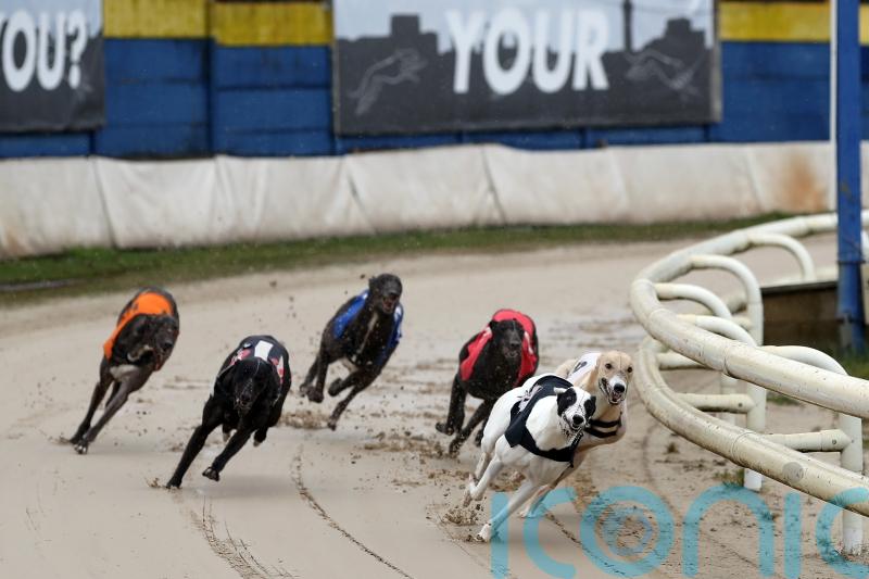 Campaigners call for racing ban as greyhounds found drugged with cocaine