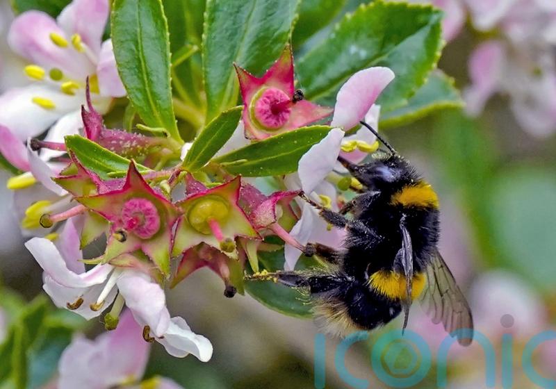 Climate change and agriculture halve insect populations in some areas – study