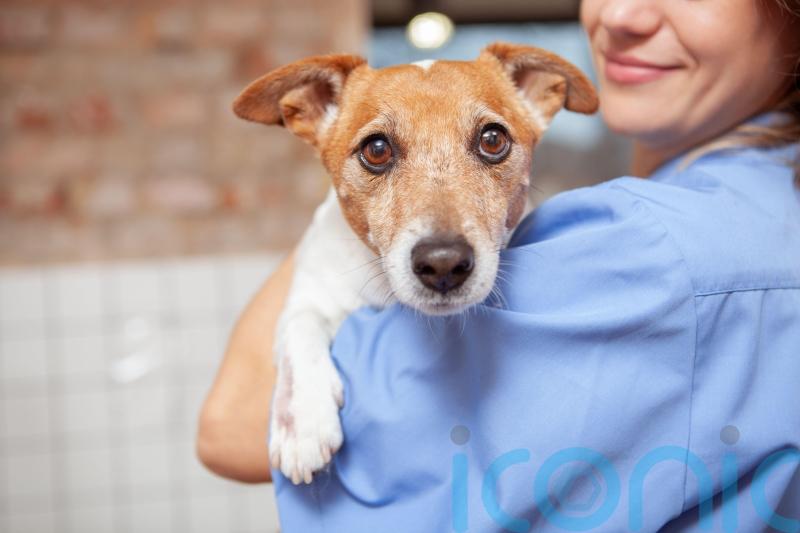 How to avoid huge vet bills and keep your pets healthy