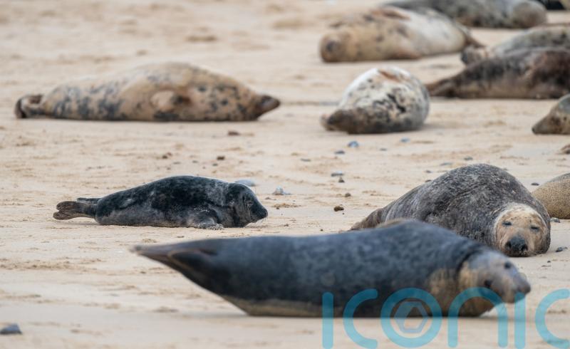 Seals kicked and stoned in spate of incidents across UK