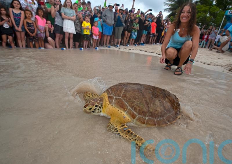 Healed sea turtle released to mark Earth Day