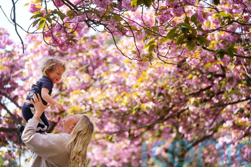 Nature lovers urged to enjoy spring blossom spectacle