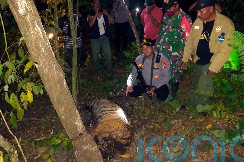 Three critically endangered Sumatran tigers killed by animal traps