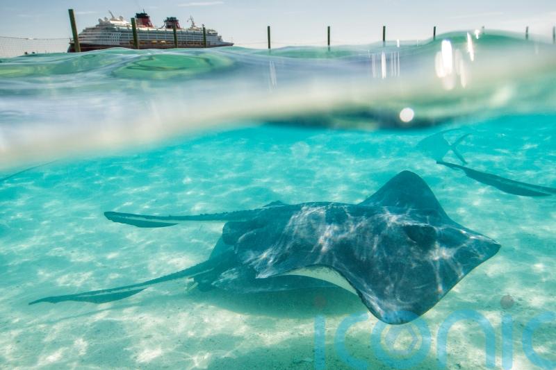 Discover the secret Bahamian island where Mickey and Minnie reign supreme