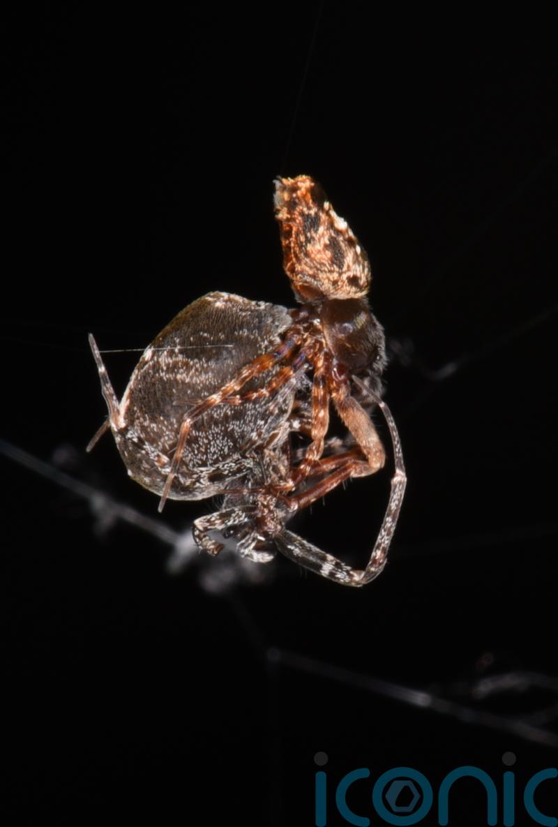 Some male spiders catapult to flee their mates to avoid being eaten – study