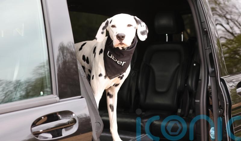 Uber launches travel service for pets