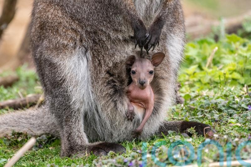 Wallaby joeys seen emerging from mothers’ pouches