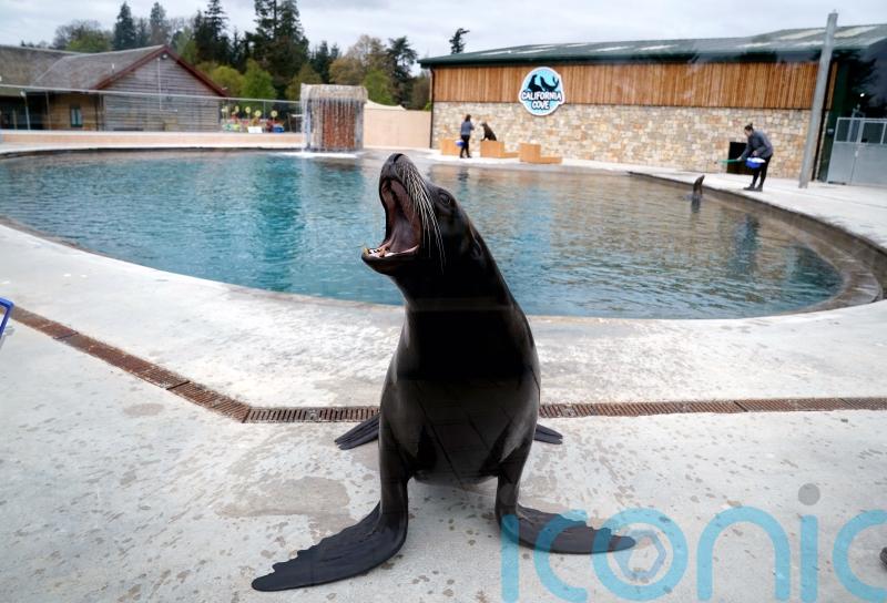 Scottish safari park reveals upgrade to home for resident sea lions