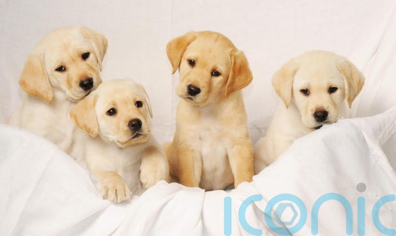How long is your pet dog expected to live?