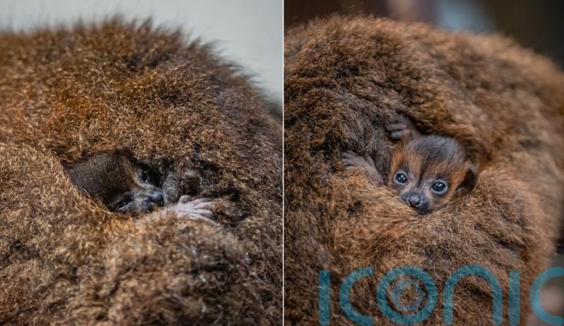 ‘Absolutely tiny’ twin red-bellied lemurs born at Chester Zoo