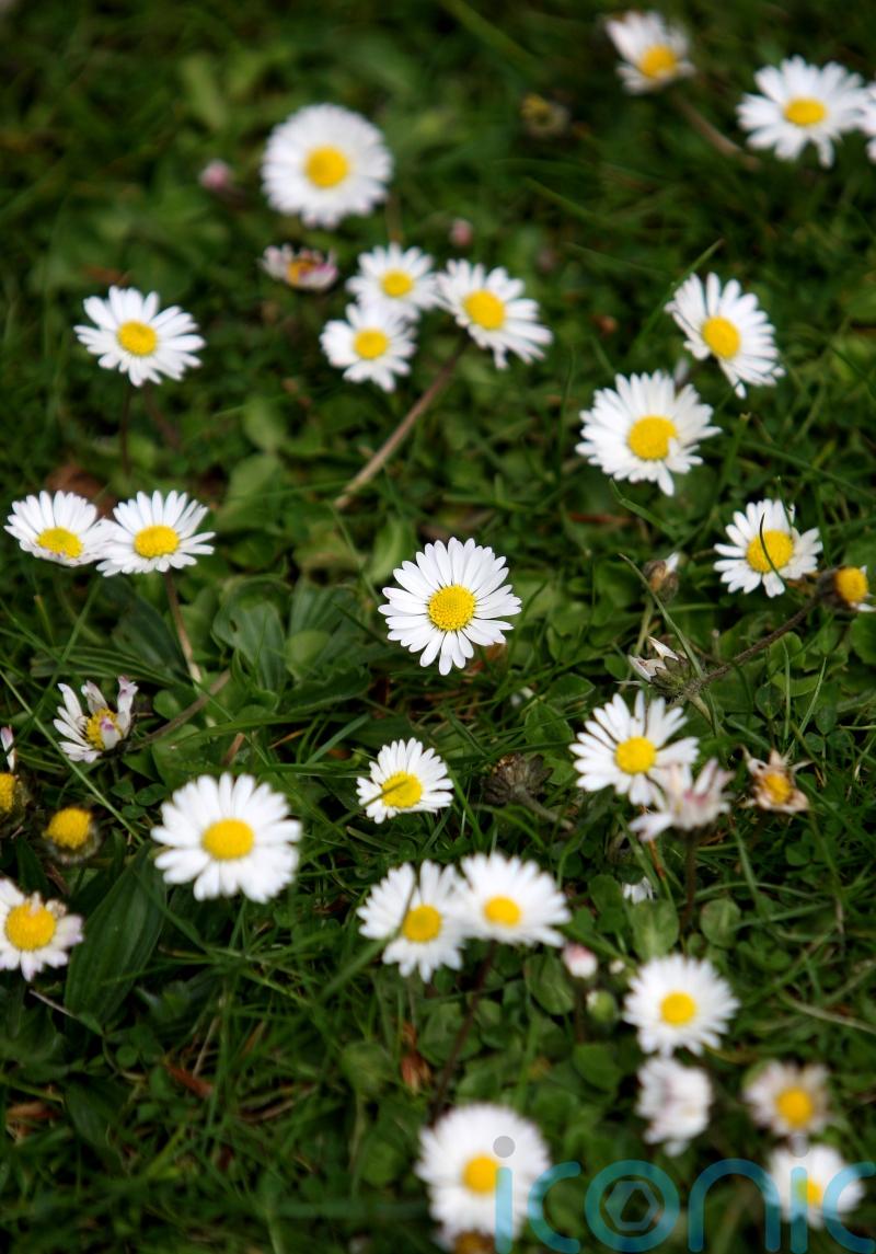 New dawn for lawns as people mow less and boost wildlife, charity says