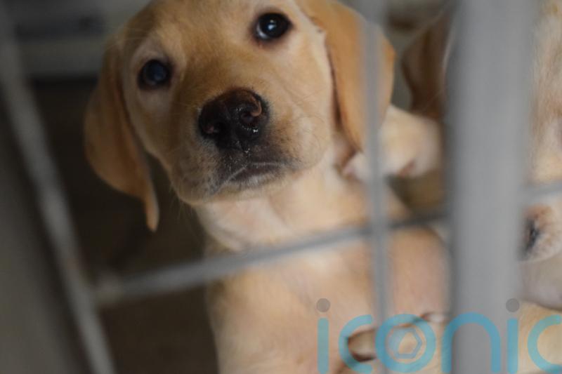 MSP relaunches dog welfare Bill aimed at tackling puppy farms