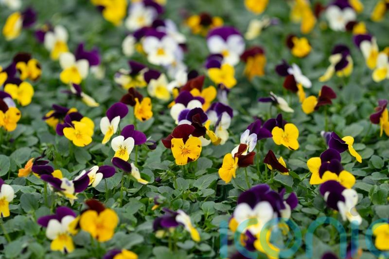 Gardening boom continues long after lockdown, reports supermarket