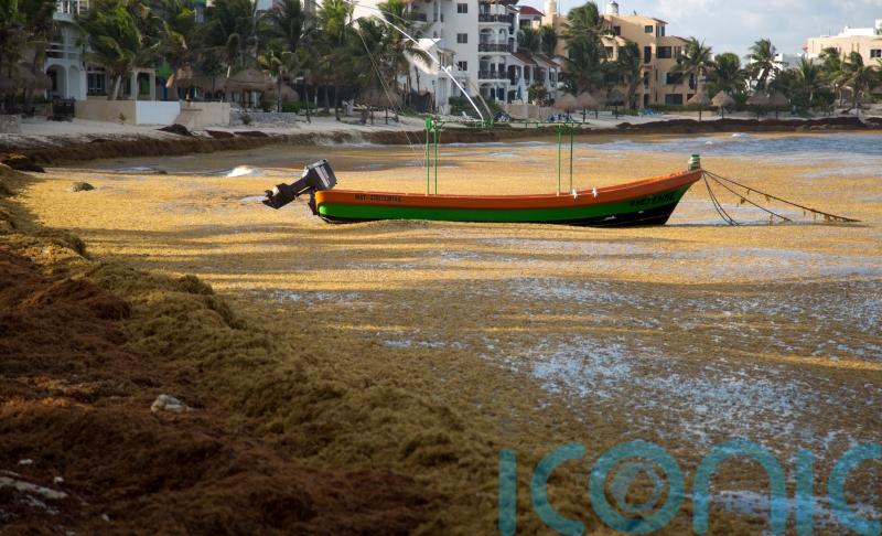 Mexico’s Caribbean beaches experience ‘alarming’ algae problem