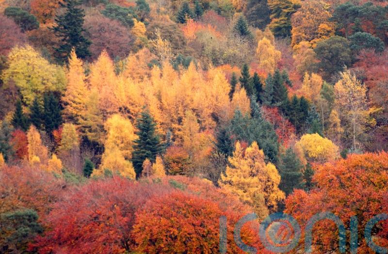 Lib Dem leader in green pledge for tree to be planted for every citizen