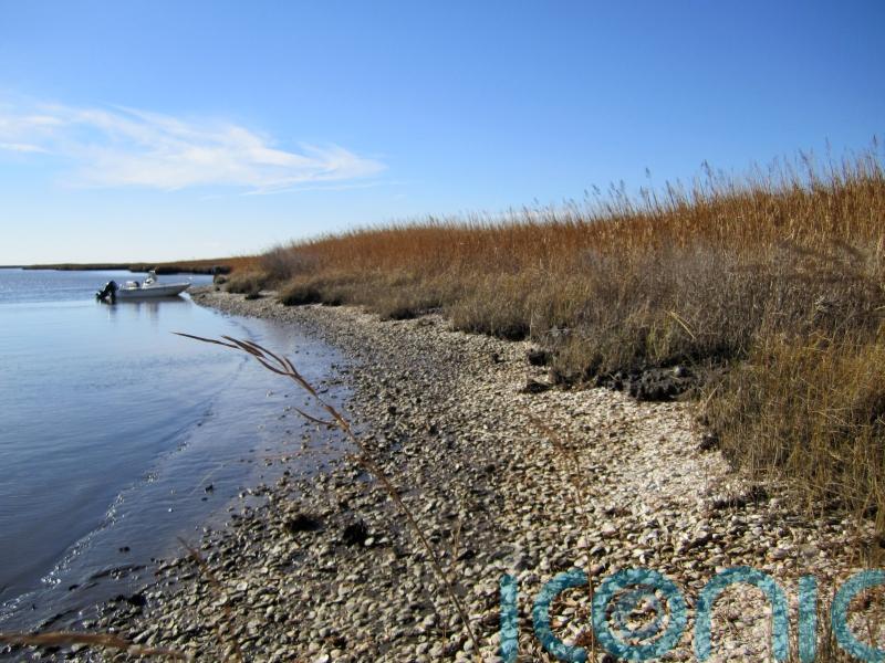 Indigenous peoples ‘have globally harvested billions of oysters sustainably’