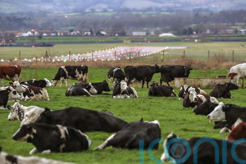 Replacing 20% of beef with fungi alternative could halve deforestation – study