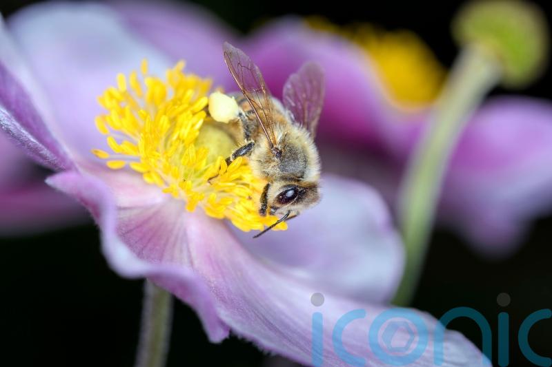 Insects are in decline: Why we need bugs in our life, and 5 things we can do to encourage them