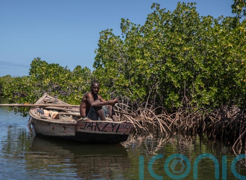 African countries turning to mangrove forest projects to combat climate woes