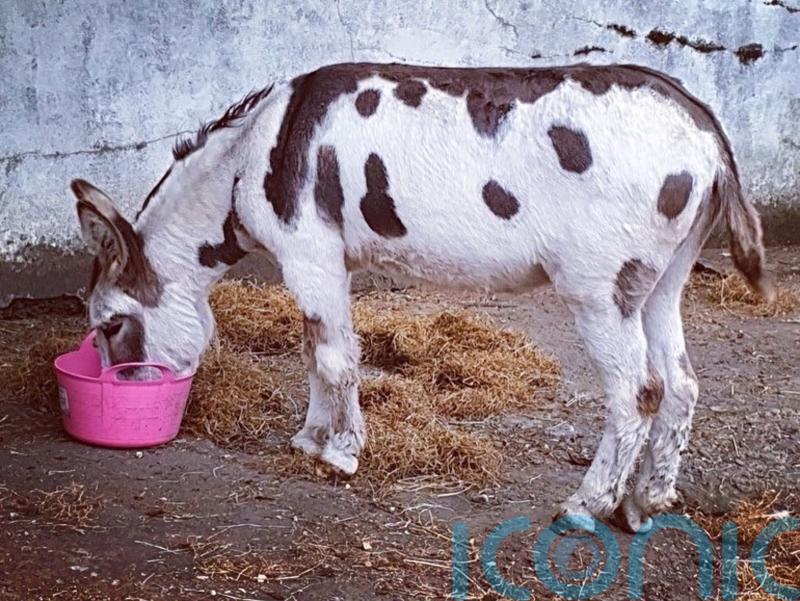 Thousands of donkey skins listed for sale online