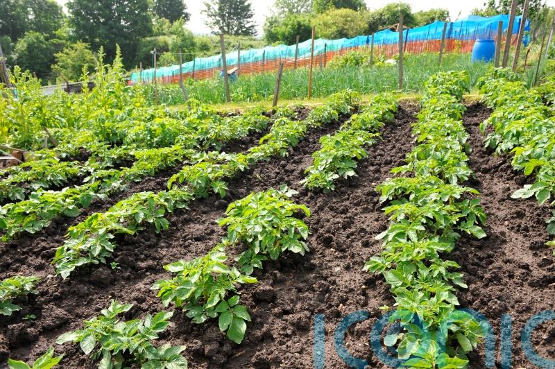 MSPs to look into the difficulty of getting an allotment in Scotland