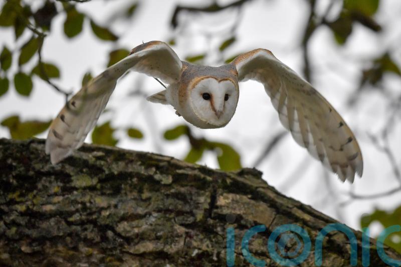 Certain bats deter predators by buzzing like hornets, study suggests