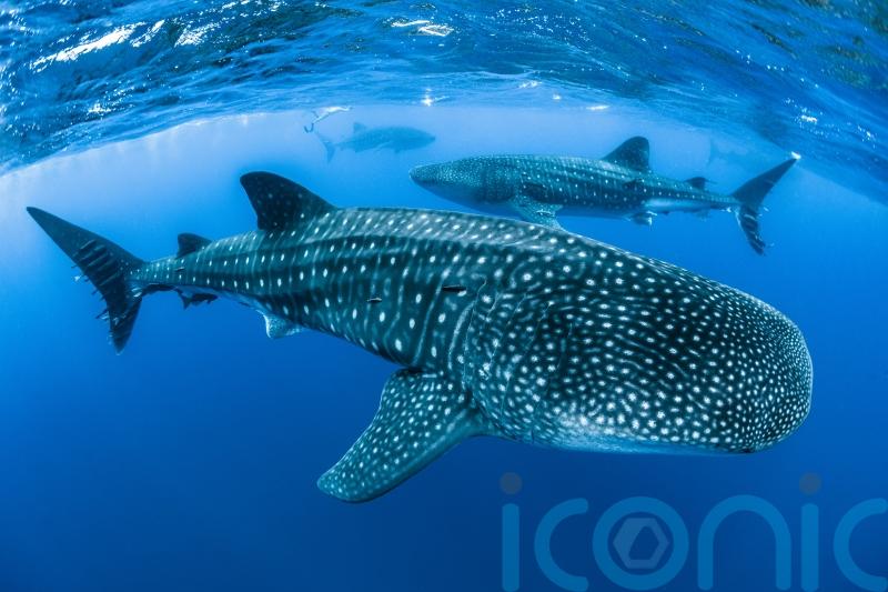 Endangered whale sharks face significant threat from shipping – study
