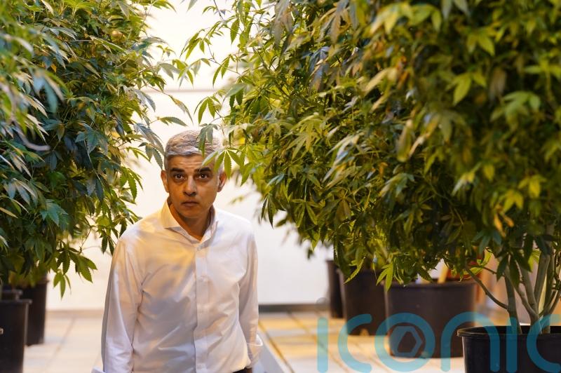 Khan visits US cannabis farms as group considers drug’s decriminalisation