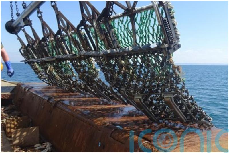 Scallop dredging kit change could reduce impact on environment