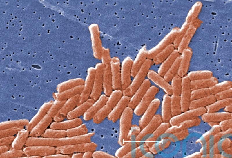 Chicken products removed from sale in salmonella alert