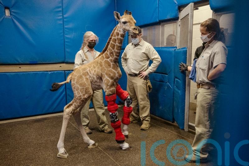 Baby giraffe bounces back after being fitted with orthotic brace