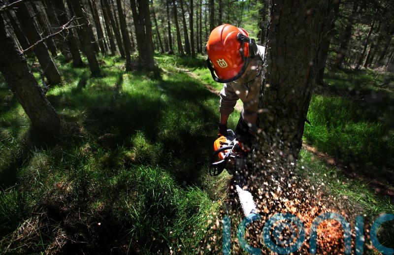Woodlands must be future-proofed to tackle climate change, says report