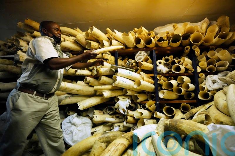 Zimbabwe seeks backing to sell stockpile of seized elephant ivory