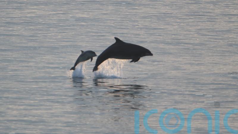 Diseased dolphins use muscles as energy source to survive, study suggests