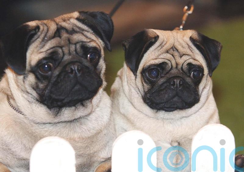 Pugs have high health risks and ‘can no longer be considered a typical dog’